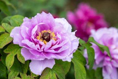 Bahçede açan mor şakayık çiçekleri..