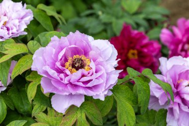 Bahçede açan mor şakayık çiçekleri..