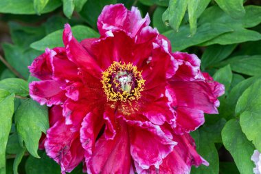 Bahçede açan kırmızı şakayık çiçekleri.