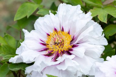 Bahçede açan beyaz şakayık çiçekleri.