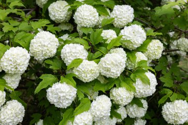 Viburnum opulus, bahçede beyaz top şeklinde çiçekler açar..