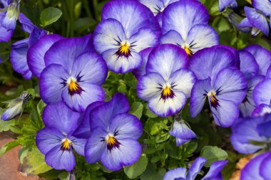 Bahar kartonunda açan güzel viyola çiçekleri..