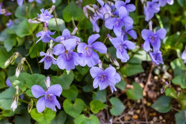 Viola grypoceras. İlkbaharın gelmesiyle açan gri çiçekler..