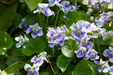 Bahar bahçesinde açan güzel viyola şerbeti çiçekleri..