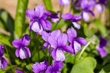 Bahar bahçesinde çiçek açan Viola Yedoensis.