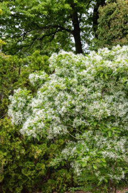 Orman parkında bir sürü beyaz çiçek açan beyaz saçaklar..