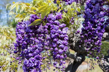 Bahçede açan güzel mor salkımgiller..