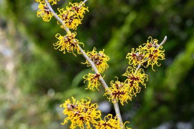 Sarı çiçekli cadı Hazel Nina baharın başında ormanda çiçek açıyor..