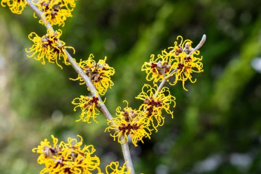 Sarı çiçekli cadı Hazel Nina baharın başında ormanda çiçek açıyor..
