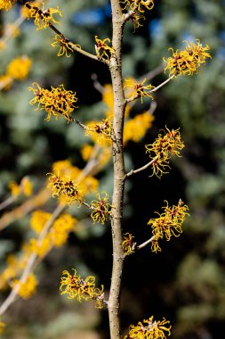 Yellow-flowered Witch Hazel Nina blooming in the forest in early spring. clipart