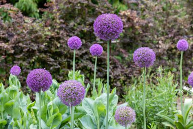 A unique allium giganteum flower with large spherical flowers.