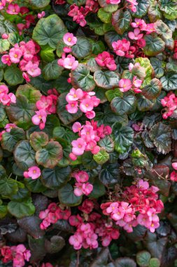 Bahçede açan egzotik ve güzel begonya çiçekleri..