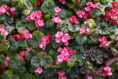 Bahçede açan egzotik ve güzel begonya çiçekleri..