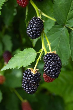 Bahçedeki lezzetli böğürtlenler olgunlaşmaya başladı..