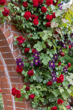 Yazın başında açan kırmızı güller ve mor klematis çiçekleri..