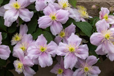 Güzel pembe Montana Clematis Mayleen bahçede.