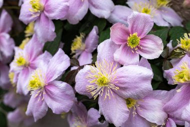 Güzel pembe Montana Clematis Mayleen bahçede.