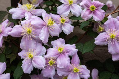 Güzel pembe Montana Clematis Mayleen bahçede.