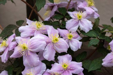 Güzel pembe Montana Clematis Mayleen bahçede.