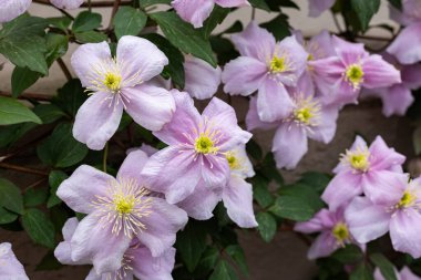 Güzel pembe Montana Clematis Mayleen bahçede.