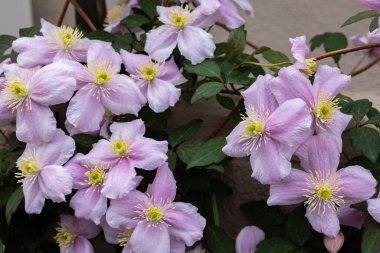 Beautiful pink Montana Clematis mayleen in the garden. clipart