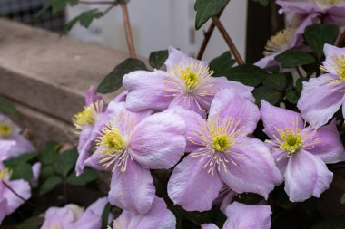 Beautiful pink Montana Clematis mayleen in the garden. clipart