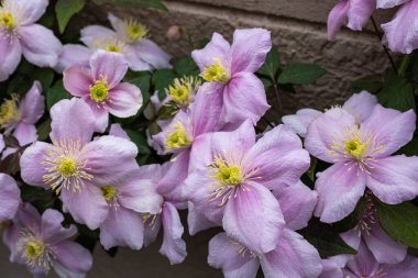 Güzel pembe Montana Clematis Mayleen bahçede.