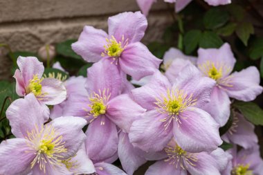 Güzel pembe Montana Clematis Mayleen bahçede.