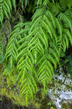 Güzel eğreltiotu yaprakları dağlarda ve tarlalarda büyüyor..