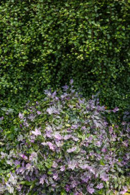 Bahçedeki süslü-püslü bitkiler,.