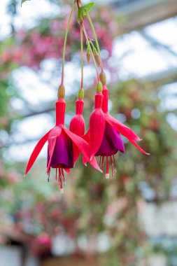 Beautiful red fuchsia flowers in the garden. clipart