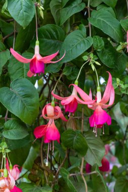 Bahçede güzel pembe ve beyaz fuşya çiçekleri.