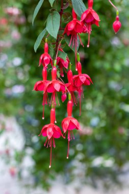 Beautiful red fuchsia flowers in the garden. clipart