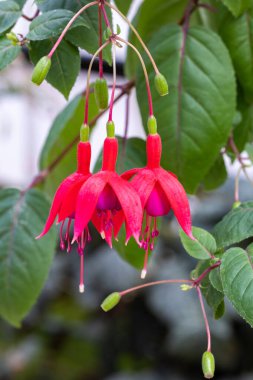 Bahçedeki güzel kırmızı fuşya çiçekleri.