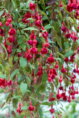 Beautiful red fuchsia flowers in the garden. clipart