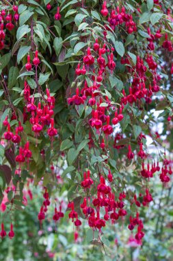 Beautiful red fuchsia flowers in the garden. clipart