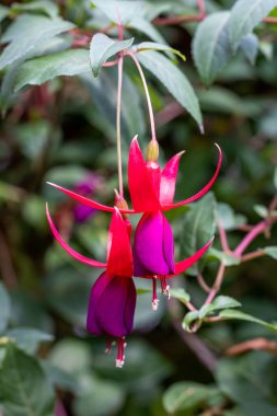Bahçedeki güzel kırmızı fuşya çiçekleri.