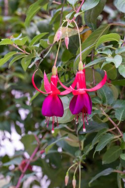 Bahçedeki güzel kırmızı fuşya çiçekleri.