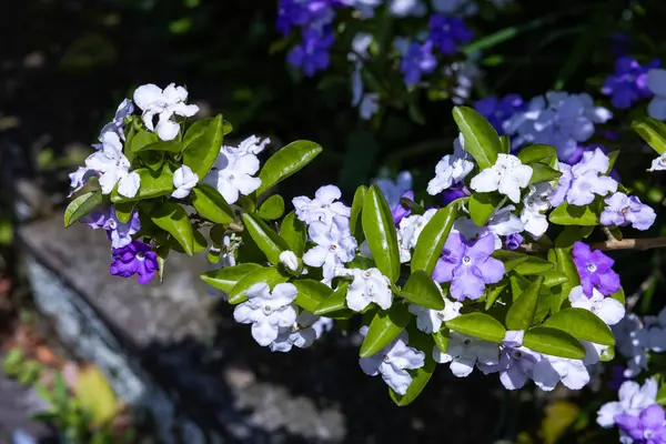 stock image Brunfelsia latifolia Flowers with very good smell.