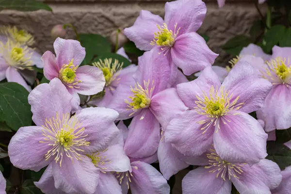 Güzel pembe Montana Clematis Mayleen bahçede.