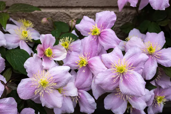 stock image Beautiful pink Montana Clematis mayleen in the garden.