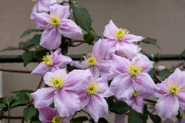 stock image Beautiful pink Montana Clematis mayleen in the garden.