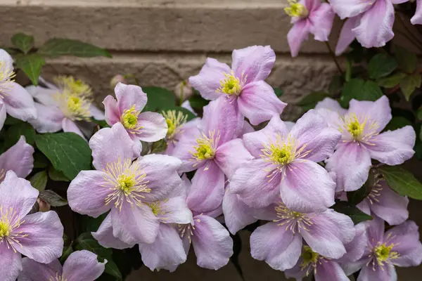 stock image Beautiful pink Montana Clematis mayleen in the garden.