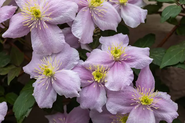 stock image Beautiful pink Montana Clematis mayleen in the garden.