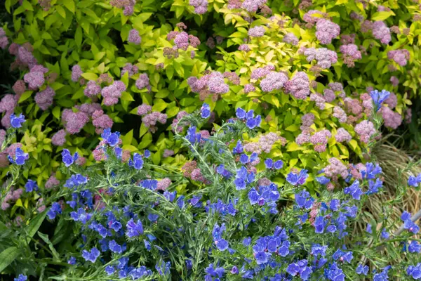 stock image Echium blue bedder flowers blooming in the garden.