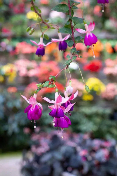 stock image Beautiful pink and white fuchsia flowers in the garden.