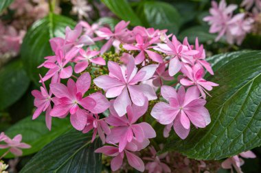 Güzel ortanca dans partisi çiçekleri yaz bahçesinde çiçek açıyor..