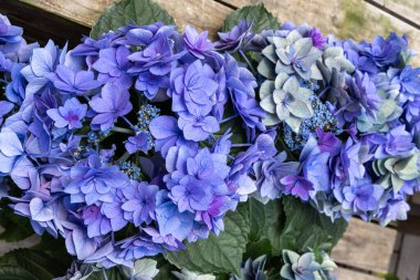 Güzel suni mavi ortanca çiçekleri bahçede çiçek açıyor..