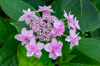 Güzel pembe lackaplı ortanca çiçekleri yazın başında bahçede çiçek açıyor..