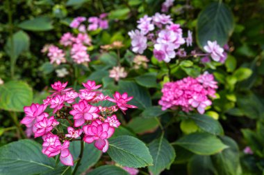 Güzel pembe lackaplı ortanca çiçekleri yazın başında bahçede çiçek açıyor..